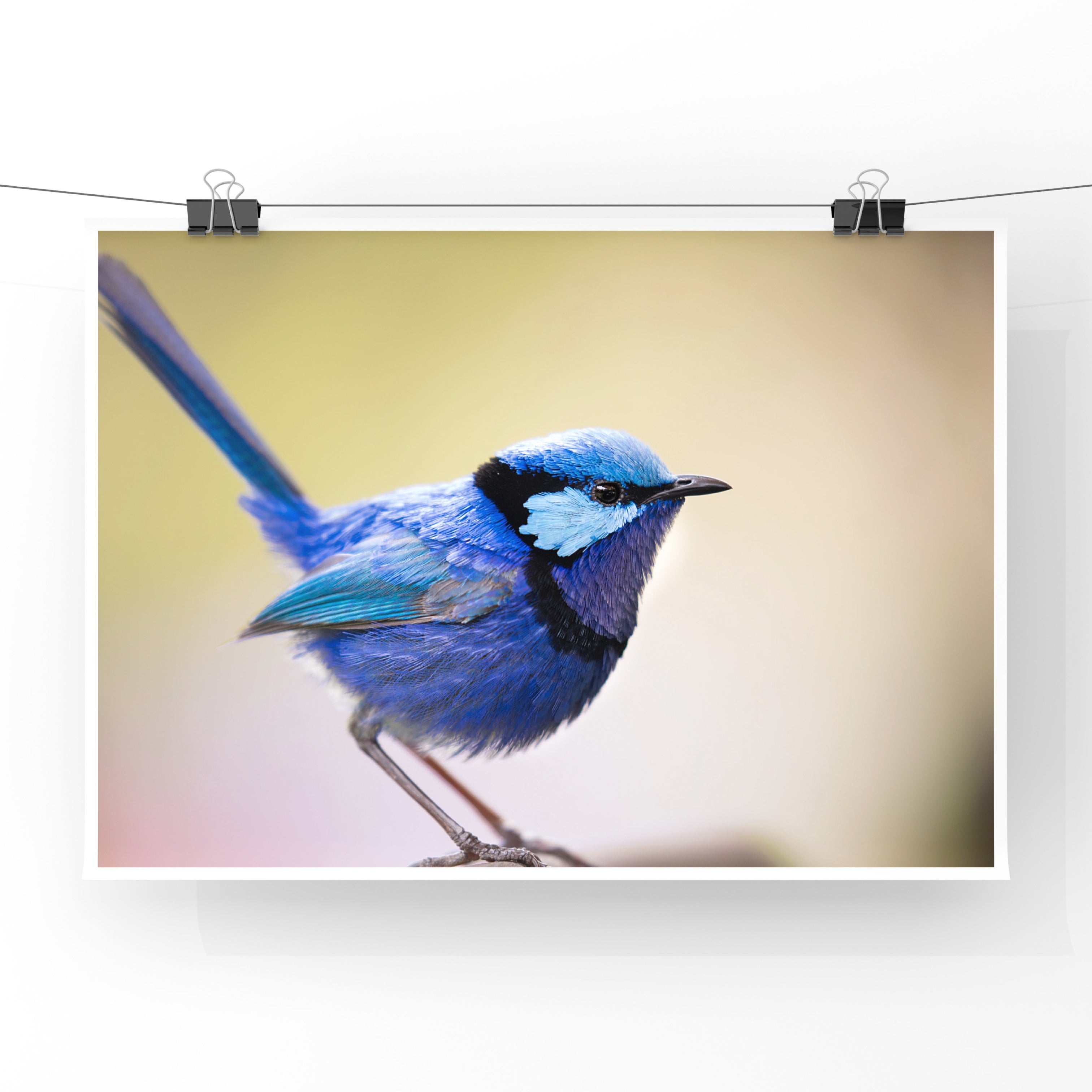 Fine Art Rolled Blue Fiery Ren Bird from Aeroture by Michael haluwana