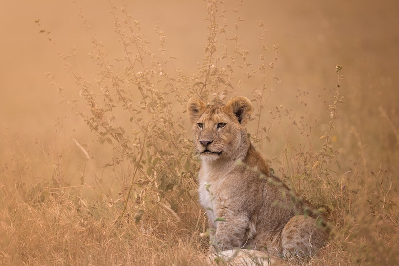 Africa