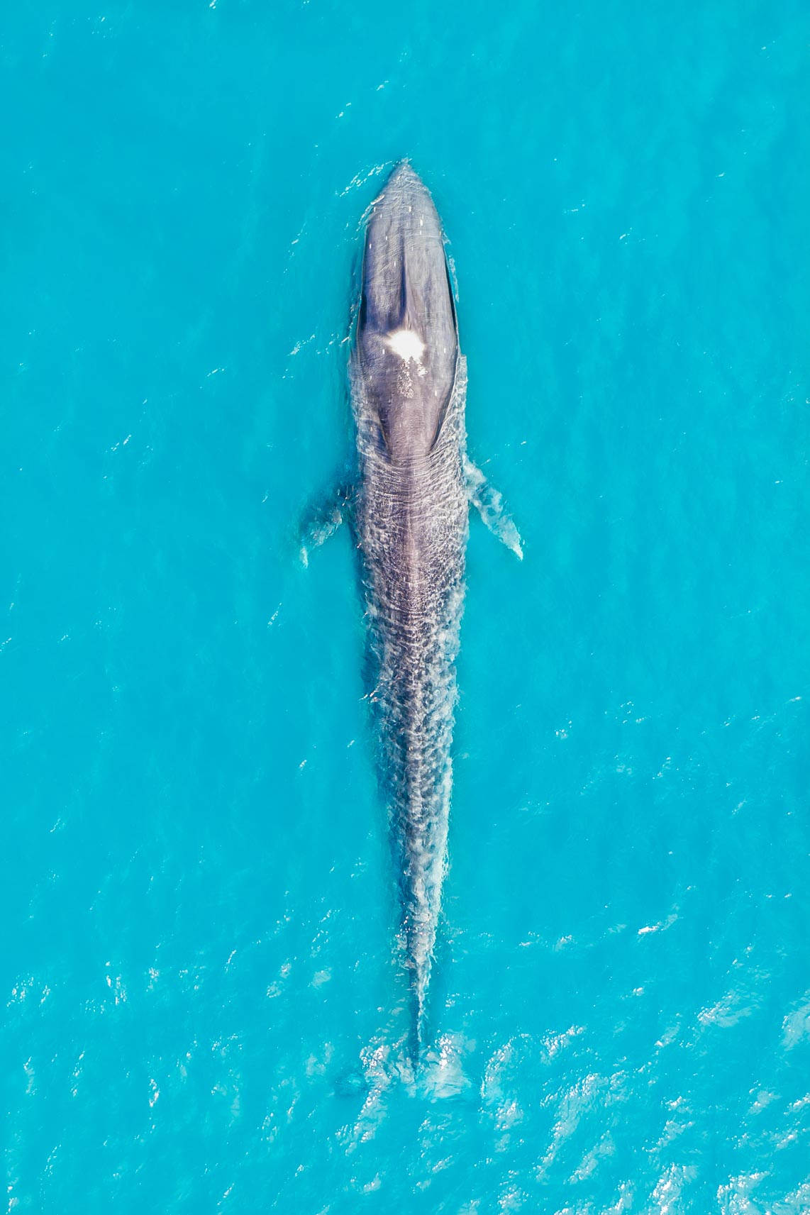 WildLife_Aeroture_Print_3113 - Aeroture