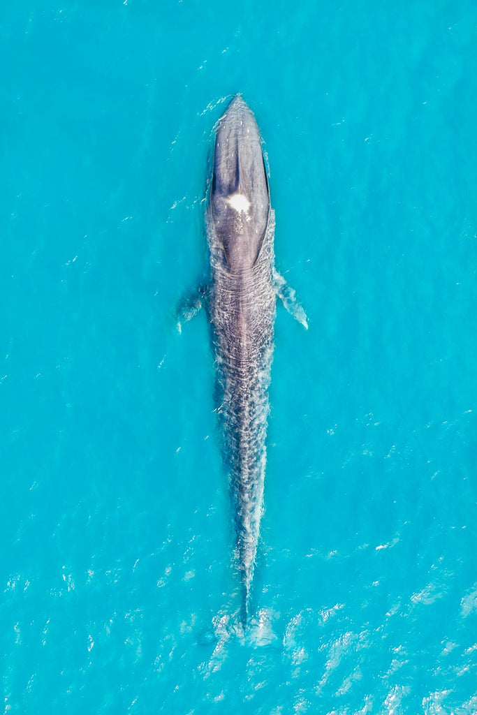 WildLife_Aeroture_Print_3113 - Aeroture
