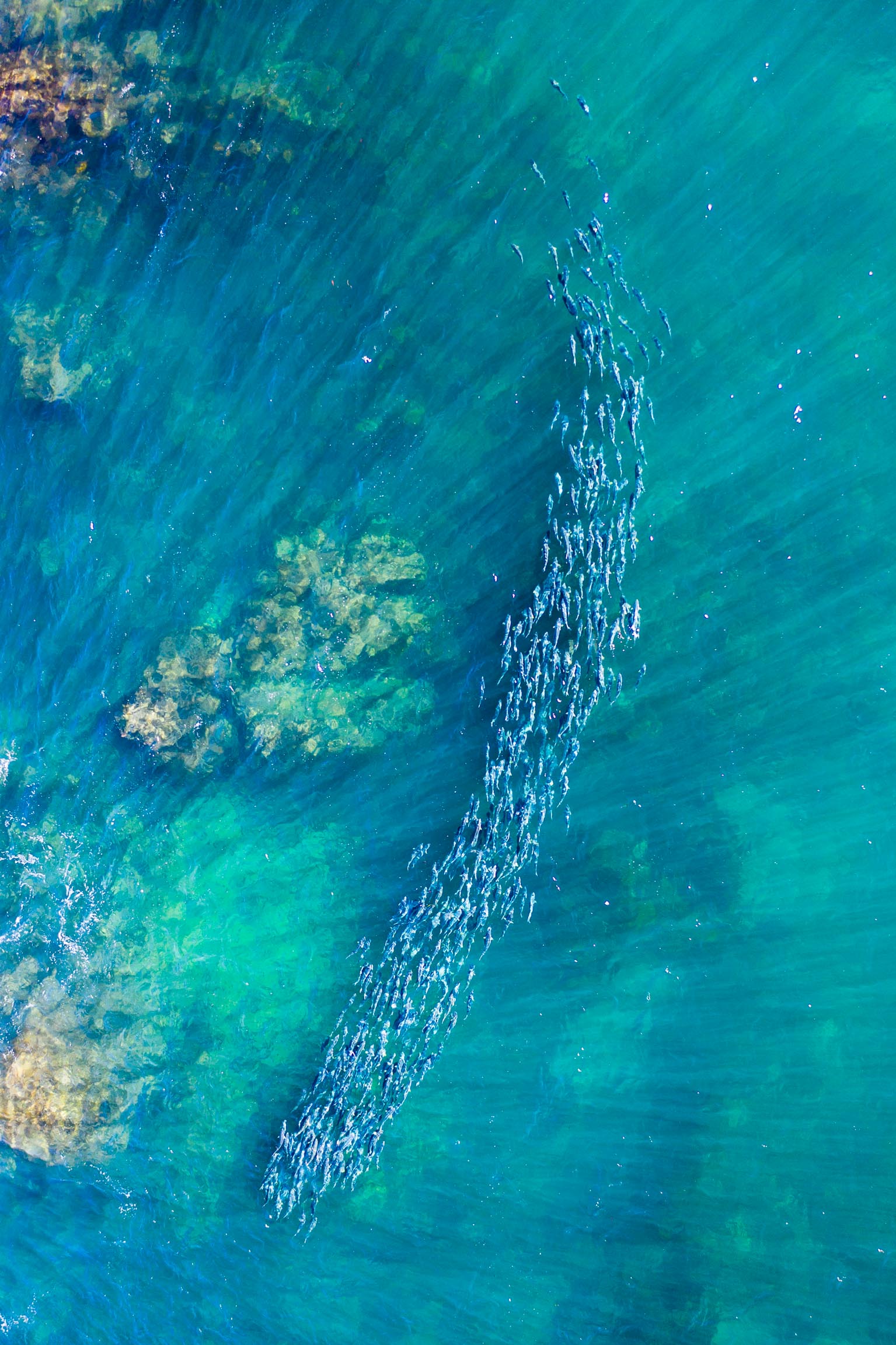 WildLife_Aeroture_Print_3121 - Aeroture